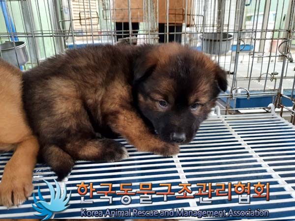 한국동물구조관리협회_411312202300307